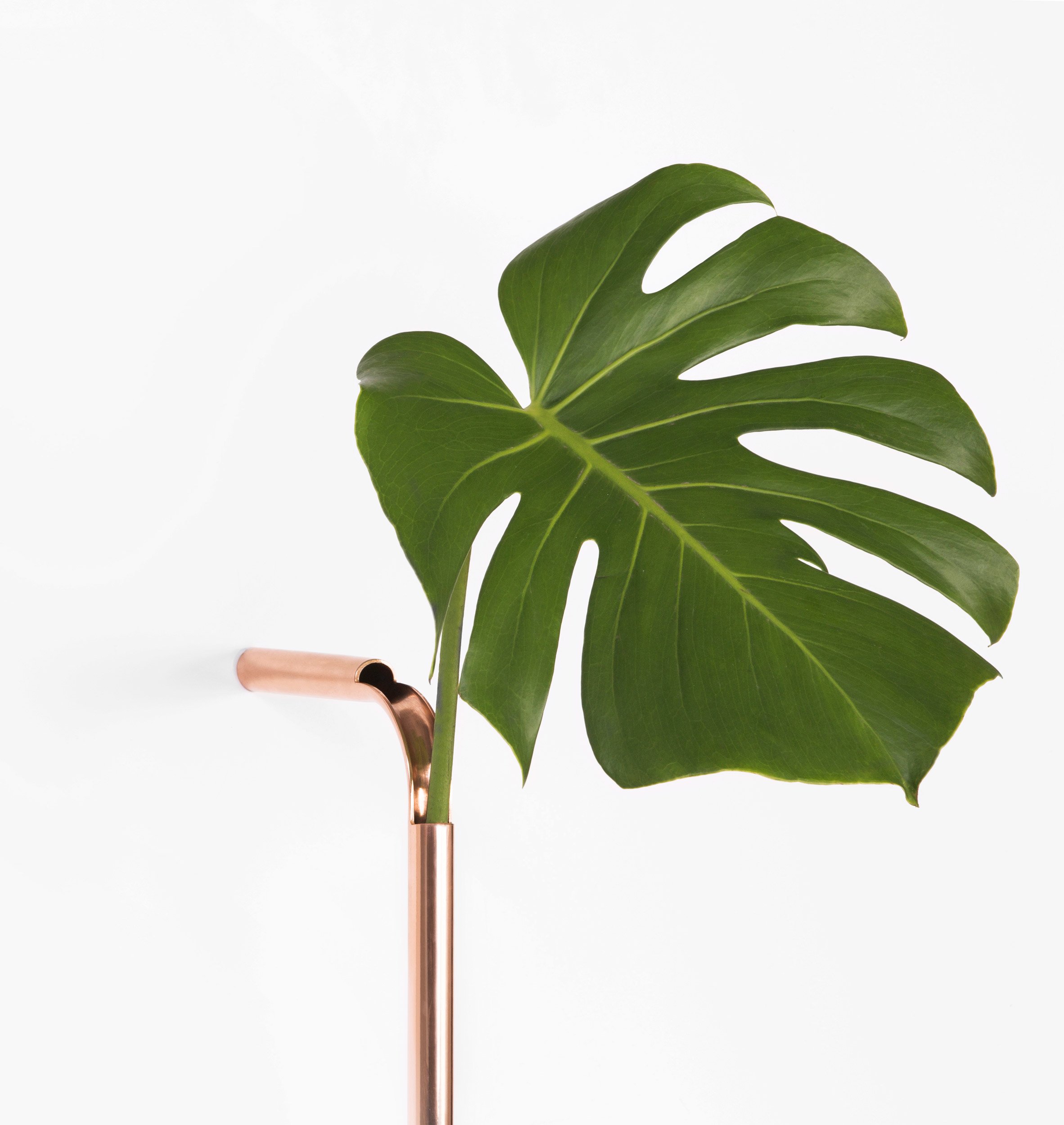 Озеленение Кафе