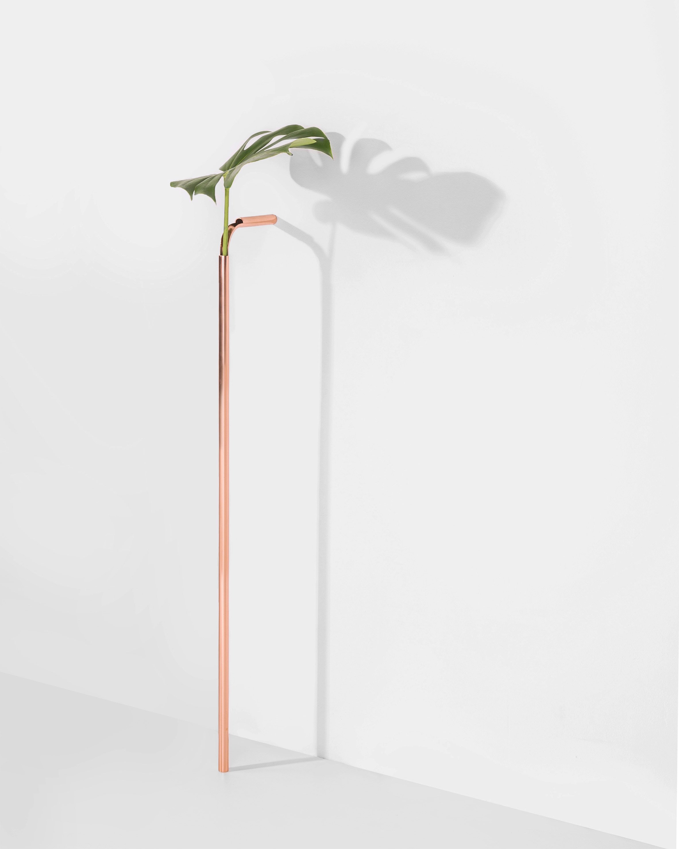 Озеленение Кафе